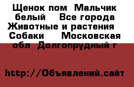 Щенок пом. Мальчик белый  - Все города Животные и растения » Собаки   . Московская обл.,Долгопрудный г.